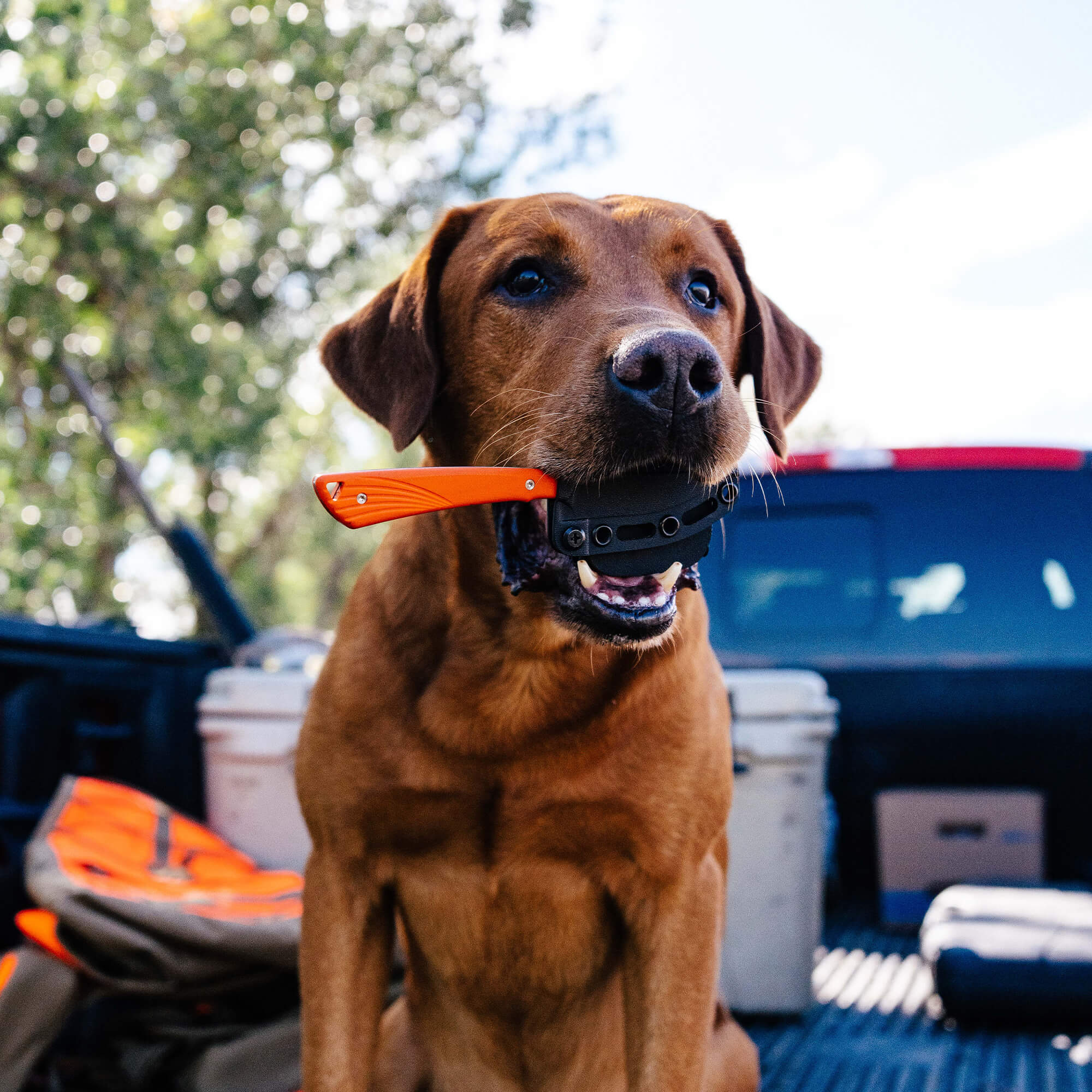 SHARPTAILED - ORANGE - Image 19